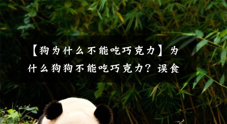 【狗为什么不能吃巧克力】为什么狗狗不能吃巧克力？误食后会怎么样，看完涨知识了！