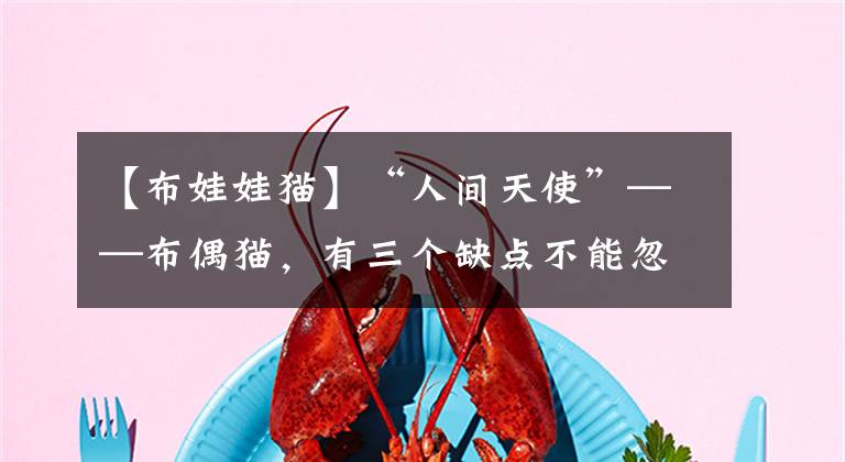 【布娃娃猫】“人间天使”——布偶猫，有三个缺点不能忽视，新手最好别养