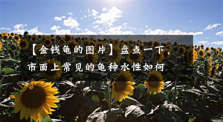 【金钱龟的图片】盘点一下，市面上常见的龟种水性如何