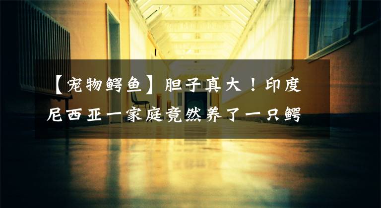 【宠物鳄鱼】胆子真大！印度尼西亚一家庭竟然养了一只鳄鱼做宠物