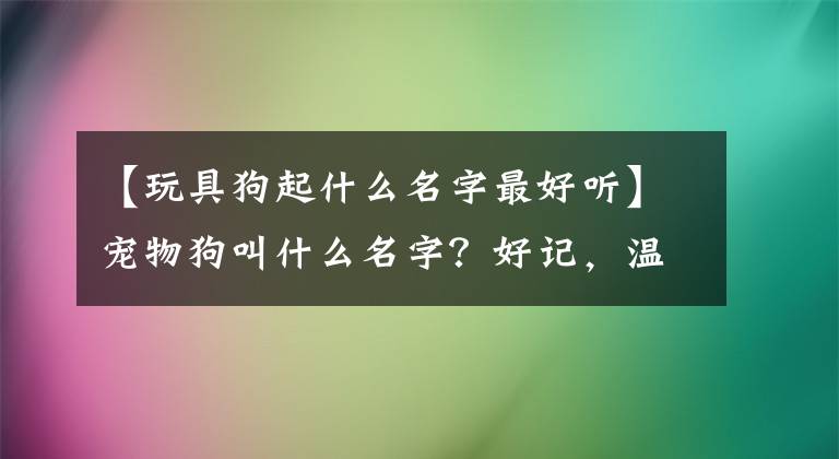 【玩具狗起什么名字最好听】宠物狗叫什么名字?好记,温顺-可爱。