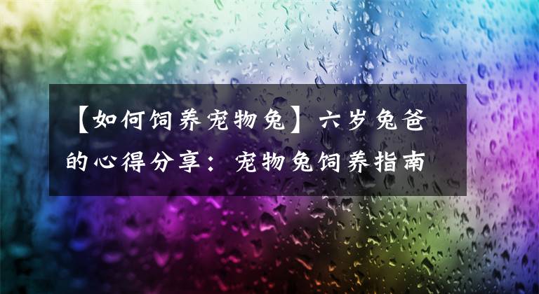 【如何饲养宠物兔】六岁兔爸的心得分享:宠物兔饲养指南