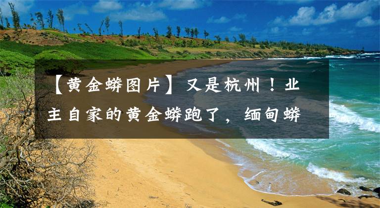 【黄金蟒图片】又是杭州!业主自家的黄金蟒跑了,缅甸蟒能长9.75米,能不能养?