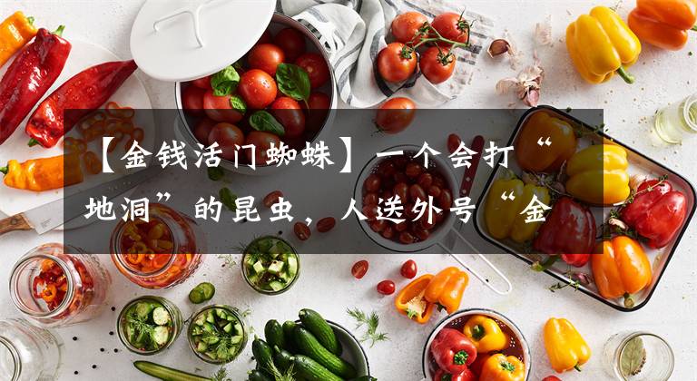 【金钱活门蜘蛛】一个会打“地洞”的昆虫，人送外号“金钱活门蛛”你见过吗
