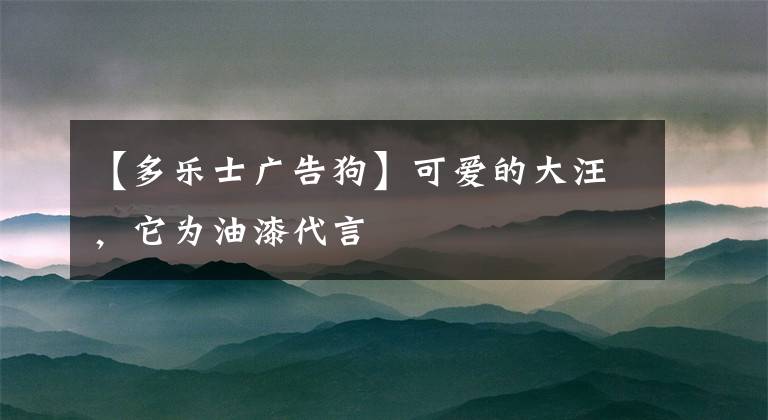 【多乐士广告狗】可爱的大汪,它为油漆代言