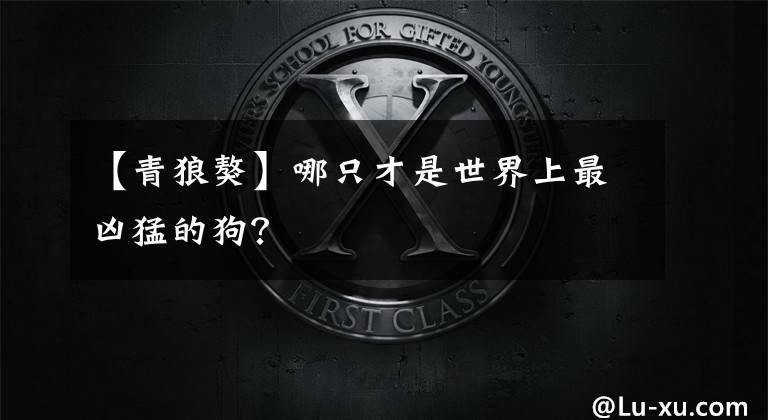 【青狼獒】哪只才是世界上最凶猛的狗?