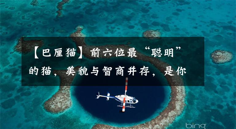 【巴厘猫】前六位最“聪明”的猫,美貌与智商并存,是你家主子吗?