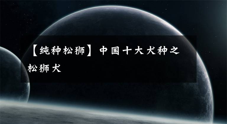 【纯种松狮】中国十大犬种之松狮犬