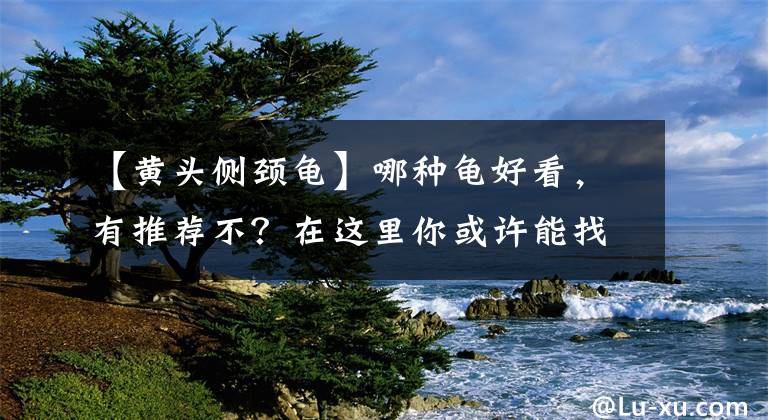 【黄头侧颈龟】哪种龟好看，有推荐不？在这里你或许能找到答案