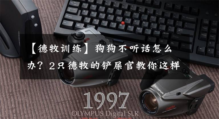 【德牧训练】狗狗不听话怎么办？2只德牧的铲屎官教你这样训练