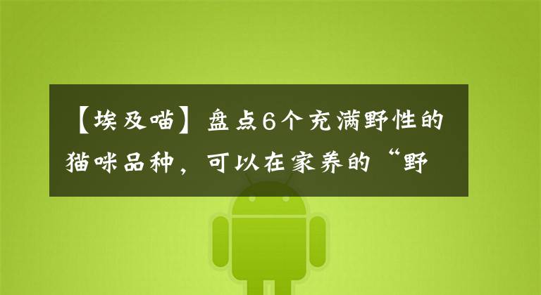 【埃及喵】盘点6个充满野性的猫咪品种，可以在家养的“野兽”，超酷