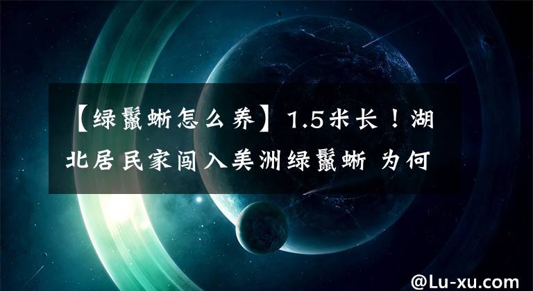 【绿鬣蜥怎么养】1.5米长！湖北居民家闯入美洲绿鬣蜥 为何会出现美洲外来物种？