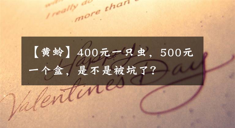 【黄蛉】400元一只虫，500元一个盒，是不是被坑了？