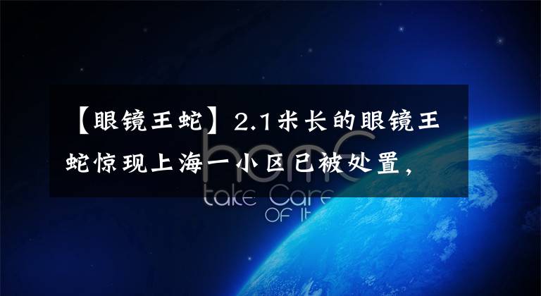 【眼镜王蛇】2.1米长的眼镜王蛇惊现上海一小区已被处置,或为居民饲养