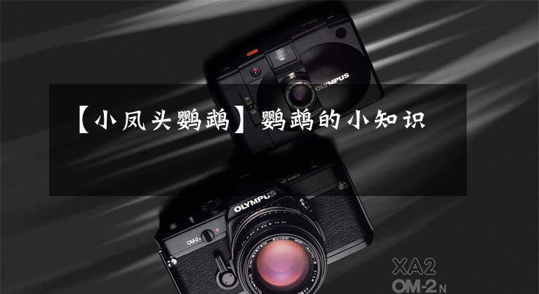 【小凤头鹦鹉】鹦鹉的小知识