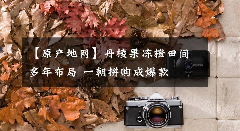 【原产地网】丹棱果冻橙田间多年布局 一朝拼购成爆款