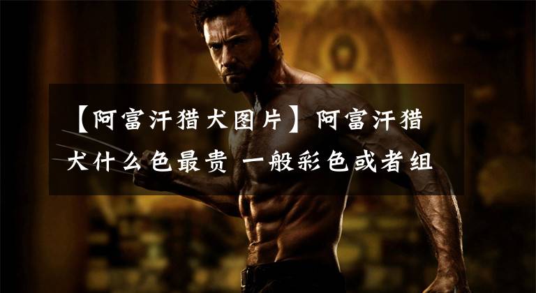 【阿富汗猎犬图片】阿富汗猎犬什么色最贵 一般彩色或者组合色