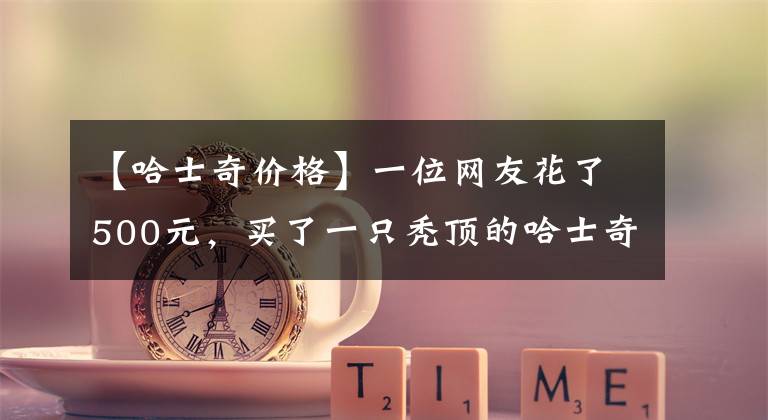 【哈士奇价格】一位网友花了500元，买了一只秃顶的哈士奇，不知是赚还是亏