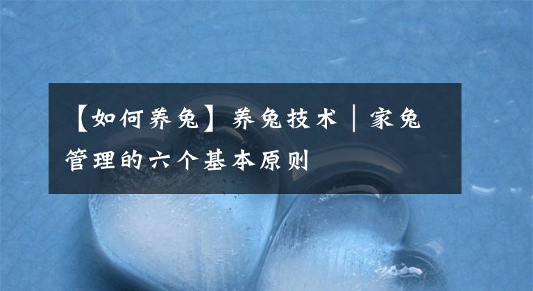 【如何养兔】养兔技术｜家兔管理的六个基本原则