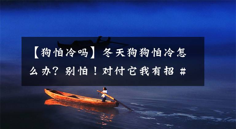 【狗怕冷吗】冬天狗狗怕冷怎么办？别怕！对付它我有招 #狗狗大明星#