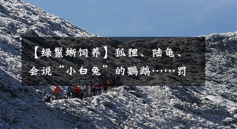 【绿鬣蜥饲养】狐狸、陆龟、会说“小白兔”的鹦鹉……罚没动物们何去何从？