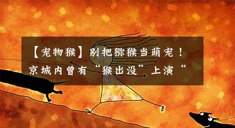 【宠物猴】别把猕猴当萌宠！京城内曾有“猴出没”上演“大闹天宫”