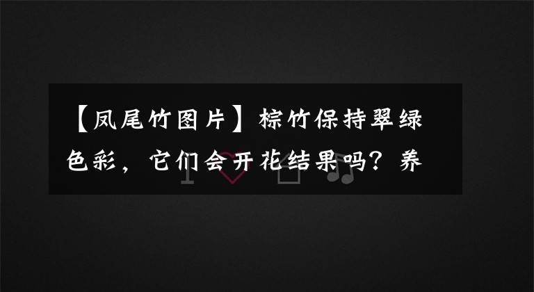 【凤尾竹图片】棕竹保持翠绿色彩,它们会开花结果吗?养护需要注意什么?