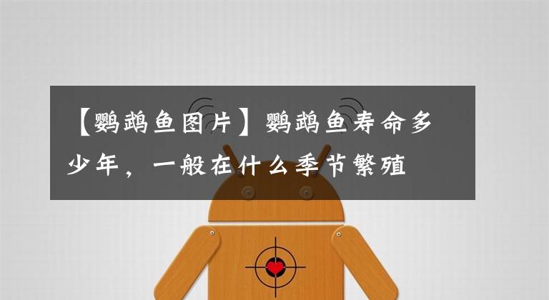 【鹦鹉鱼图片】鹦鹉鱼寿命多少年,一般在什么季节繁殖
