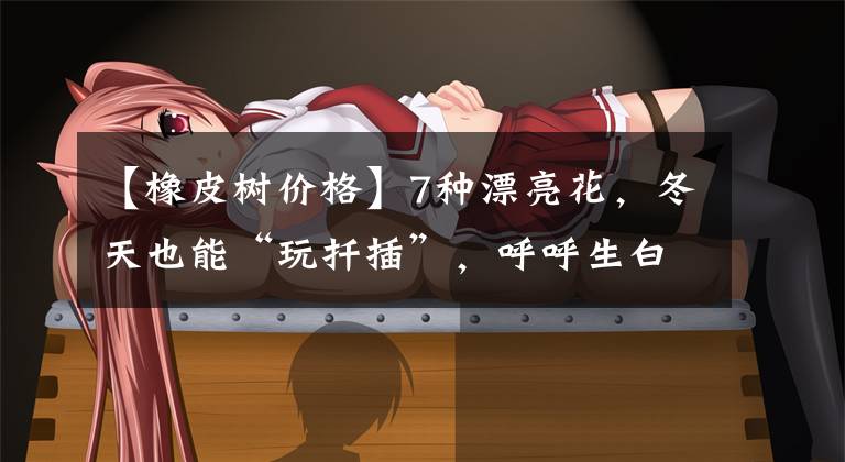 【橡皮树价格】7种漂亮花，冬天也能“玩扦插”，呼呼生白根，小苗苗也开满花