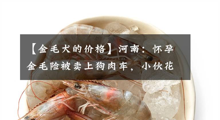 【金毛犬的价格】河南：怀孕金毛险被卖上狗肉车，小伙花900买下，狗狗感恩露肚皮