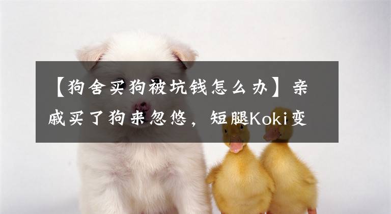 【狗舍买狗被坑钱怎么办】亲戚买了狗来忽悠，短腿Koki变成了长腿OBA，这只假狗被大家笑了。