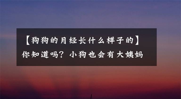 【狗狗的月经长什么样子的】你知道吗?小狗也会有大姨妈的。