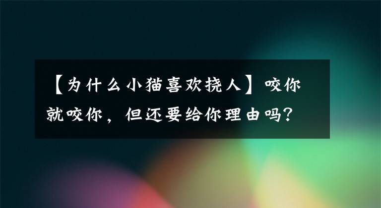 【为什么小猫喜欢挠人】咬你就咬你，但还要给你理由吗？让我们了解一下猫玩的成功格。