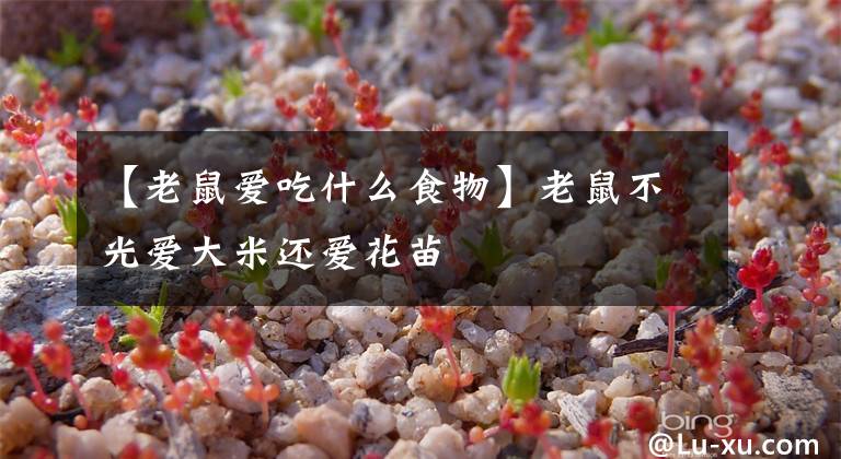 【老鼠爱吃什么食物】老鼠不光爱大米还爱花苗