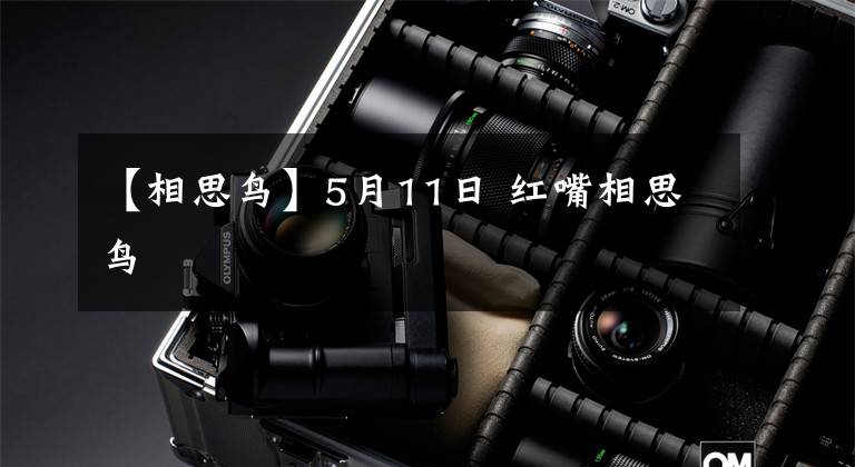 【相思鸟】5月11日 红嘴相思鸟