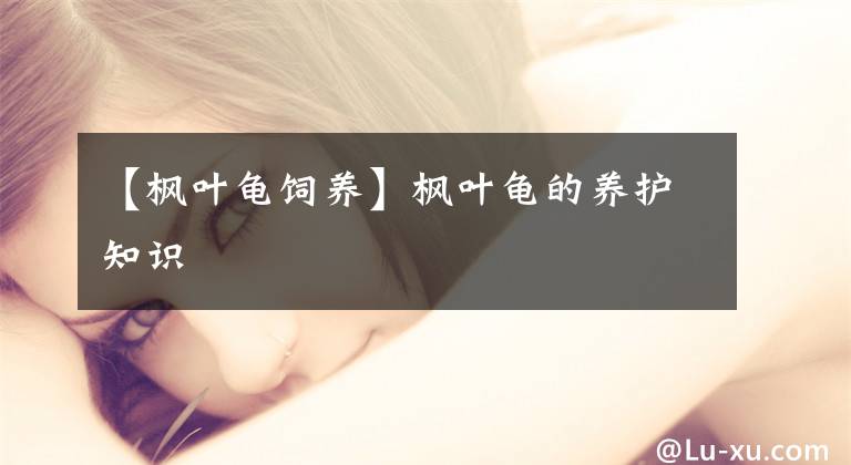 【枫叶龟饲养】枫叶龟的养护知识