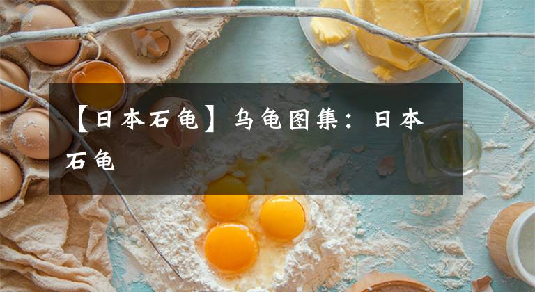 【日本石龟】乌龟图集：日本石龟