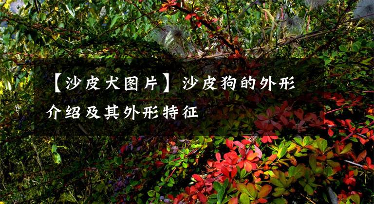 【沙皮犬图片】沙皮狗的外形介绍及其外形特征