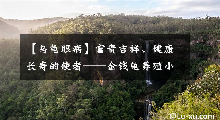 【乌龟眼病】富贵吉祥、健康长寿的使者——金钱龟养殖小百科