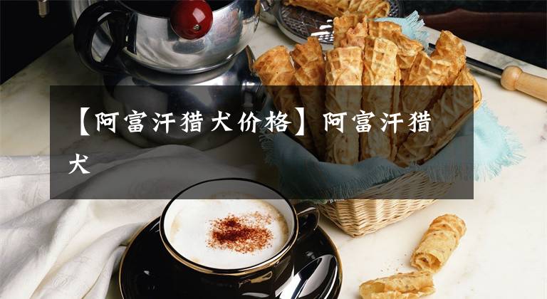 【阿富汗猎犬价格】阿富汗猎犬