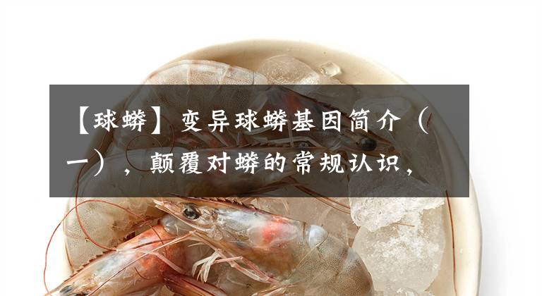 【球蟒】变异球蟒基因简介（一），颠覆对蟒的常规认识，感受造物主的伟大