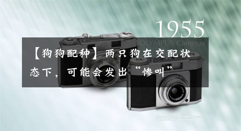 【狗狗配种】两只狗在交配状态下，可能会发出“惨叫”