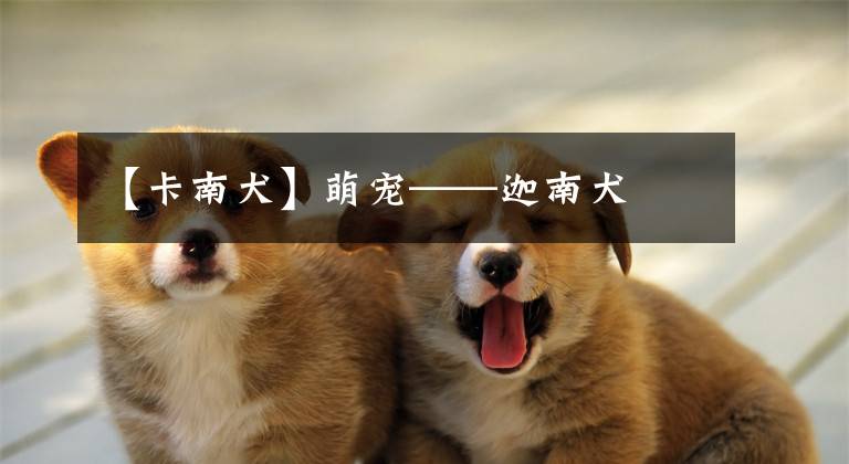 【卡南犬】萌宠——迦南犬