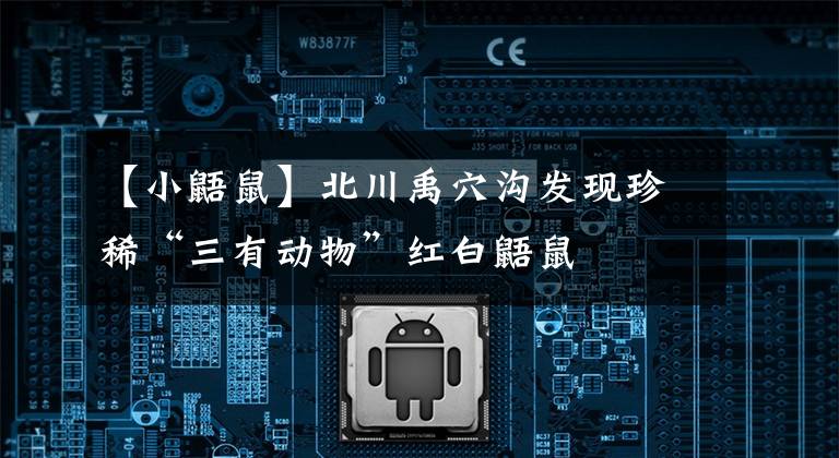 【小鼯鼠】北川禹穴沟发现珍稀“三有动物”红白鼯鼠