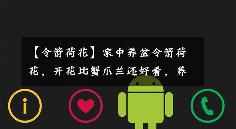 【令箭荷花】家中养盆令箭荷花,开花比蟹爪兰还好看,养护起来更简单
