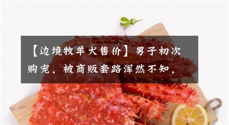 【边境牧羊犬售价】男子初次购宠,被商贩套路浑然不知,1300元买了边境牧羊犬!