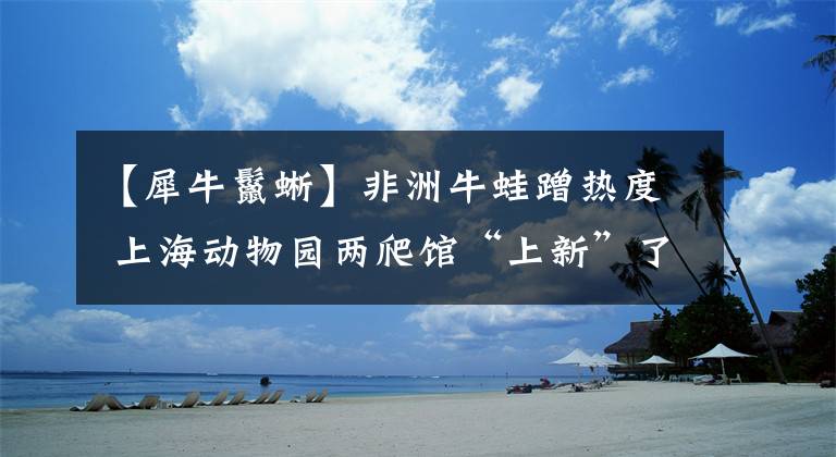 【犀牛鬣蜥】非洲牛蛙蹭热度 上海动物园两爬馆“上新”了