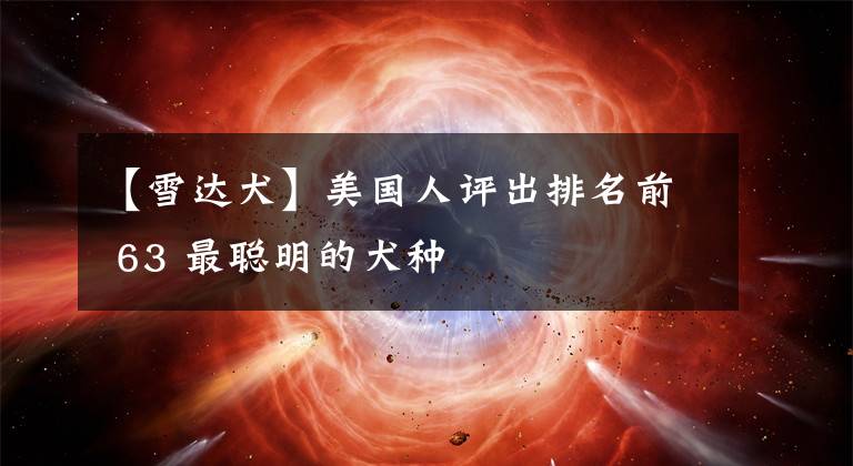 【雪达犬】美国人评出排名前 63 最聪明的犬种