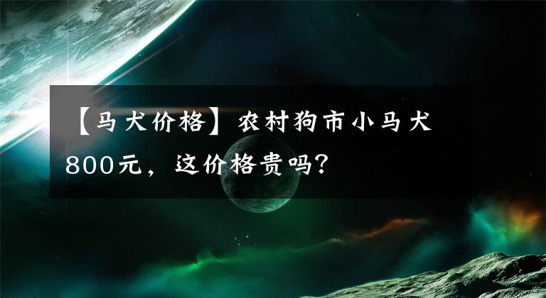 【马犬价格】农村狗市小马犬800元,这价格贵吗?