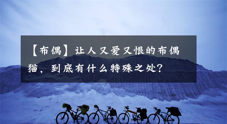 【布偶】让人又爱又恨的布偶猫,到底有什么特殊之处?
